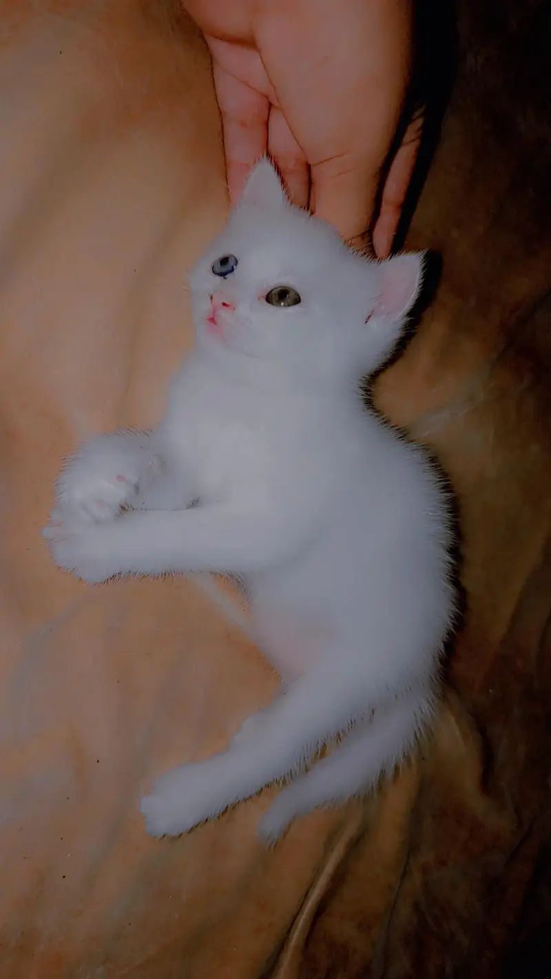 kitten for sale . . . . — photo 2
