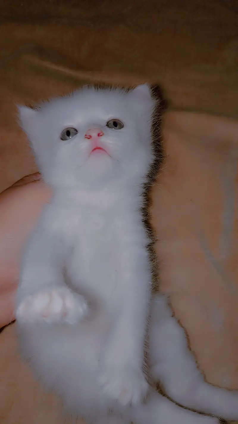 kitten for sale . . . . — photo 3