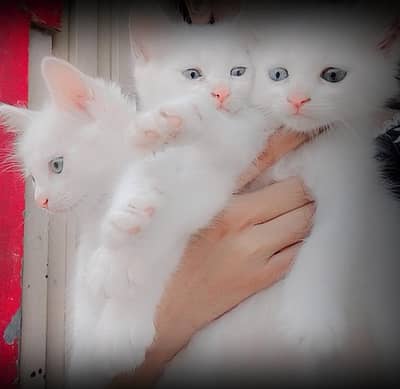 Double Coat Blue Eyes Cats