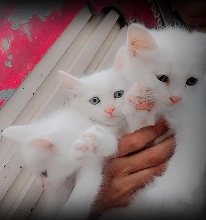 Double Coat Blue Eyes Cats — photo 2