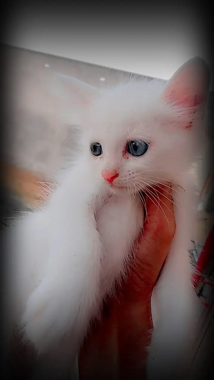 Double Coat Blue Eyes Cats — photo 3