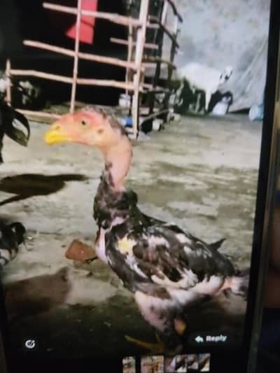 Aseel chicks 0304 7032124