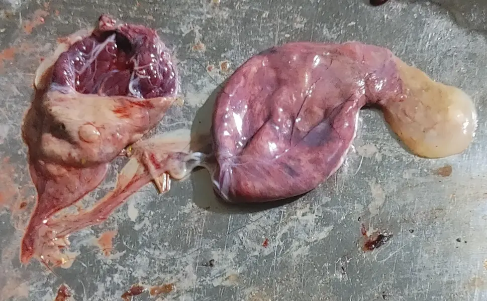 Cats Placenta — photo 2