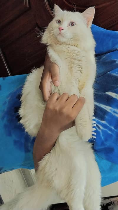 persian cat for sale