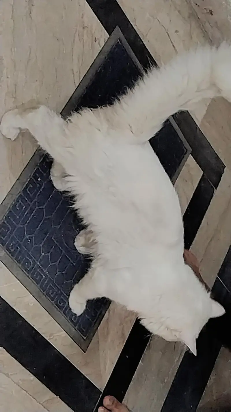 persian cat for sale — photo 2