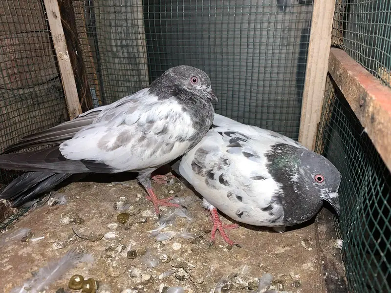 Pigeon