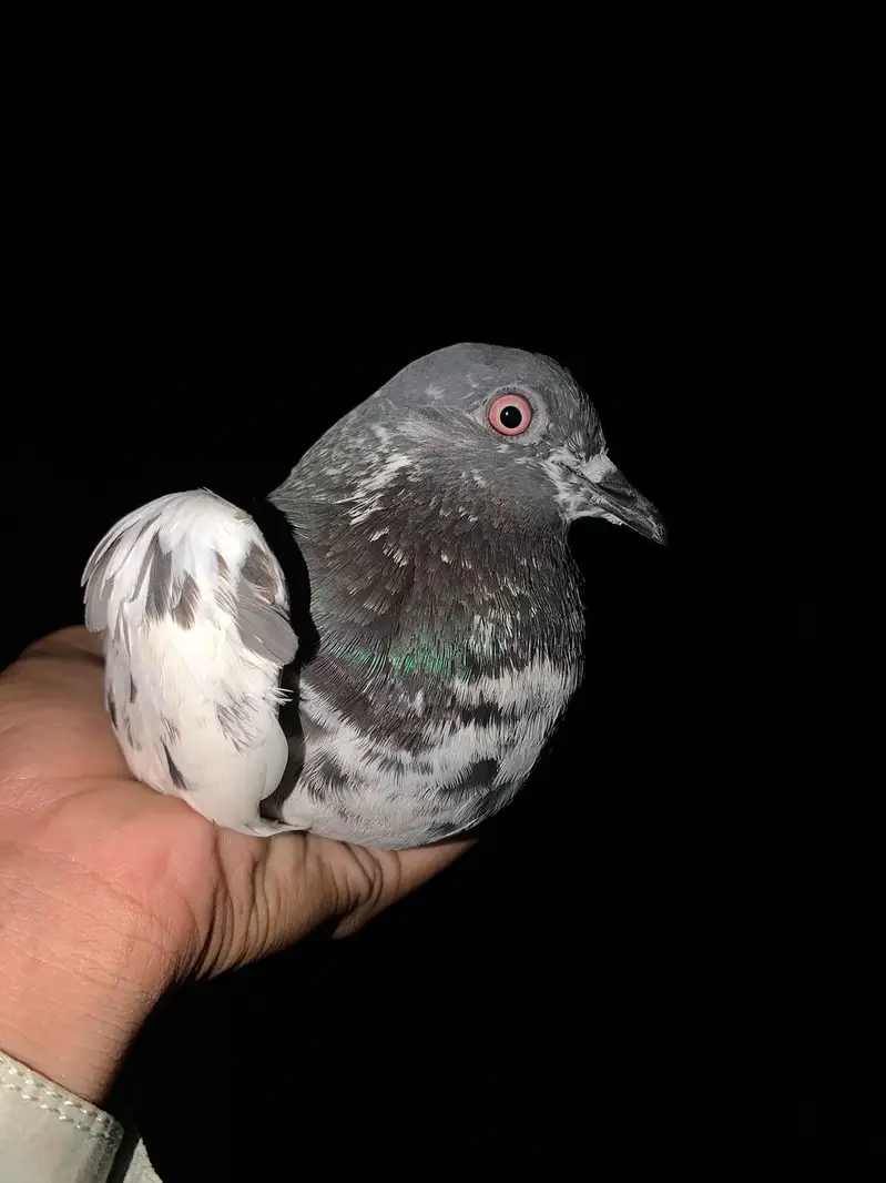 Pigeon — photo 2