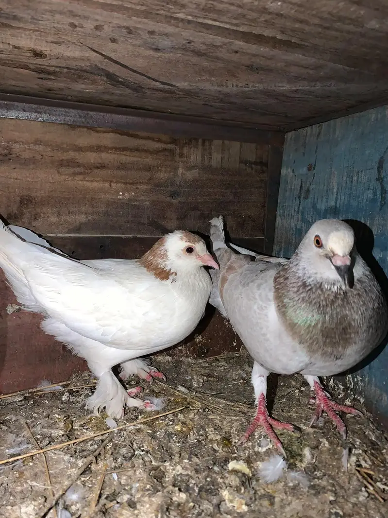 Pigeon — photo 3