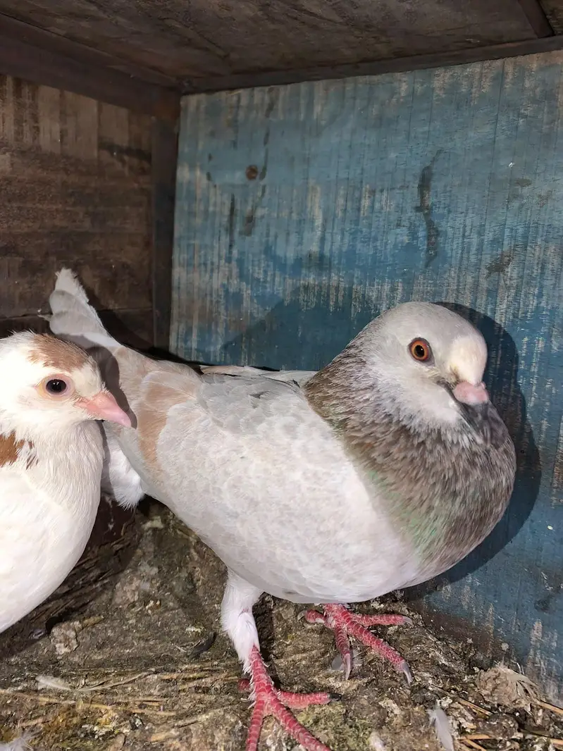 Pigeon — photo 4