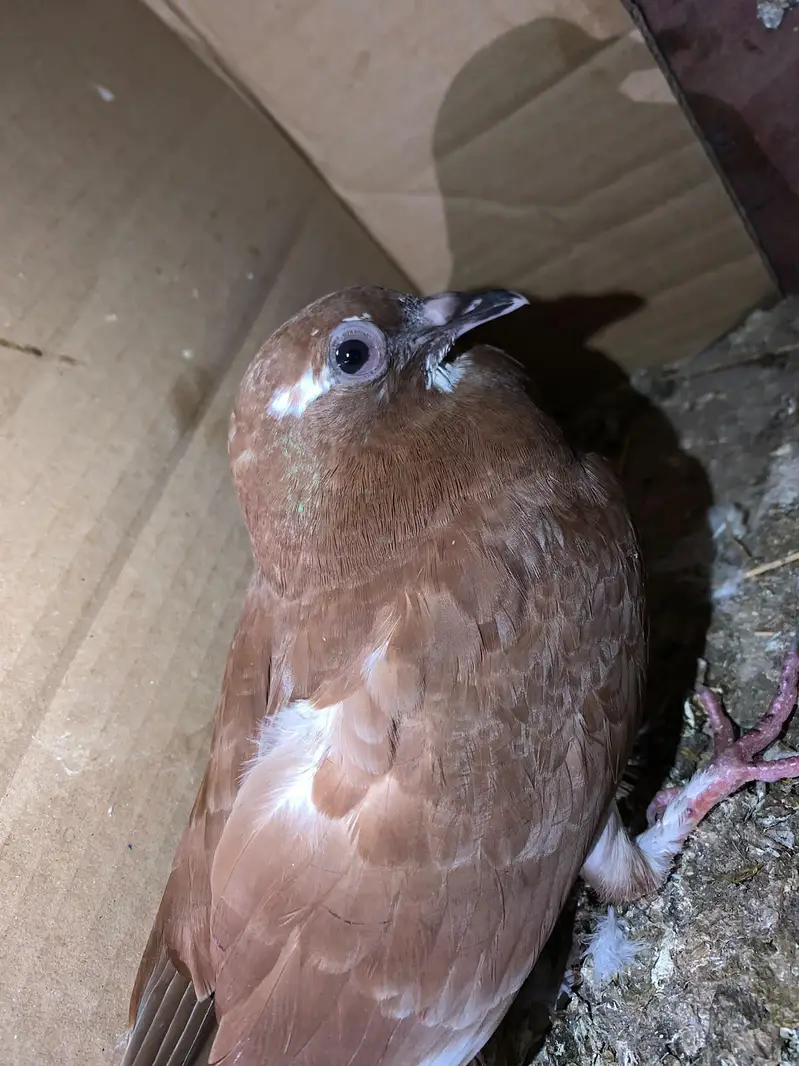 Pigeon — photo 6