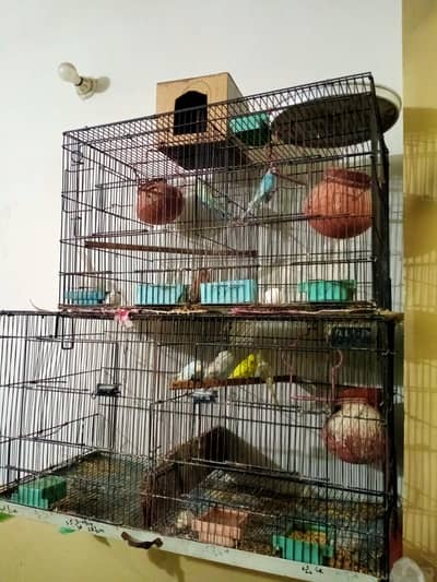 Australian parrots and  8 birds and two cages