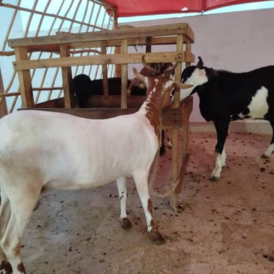3 Goats for sale