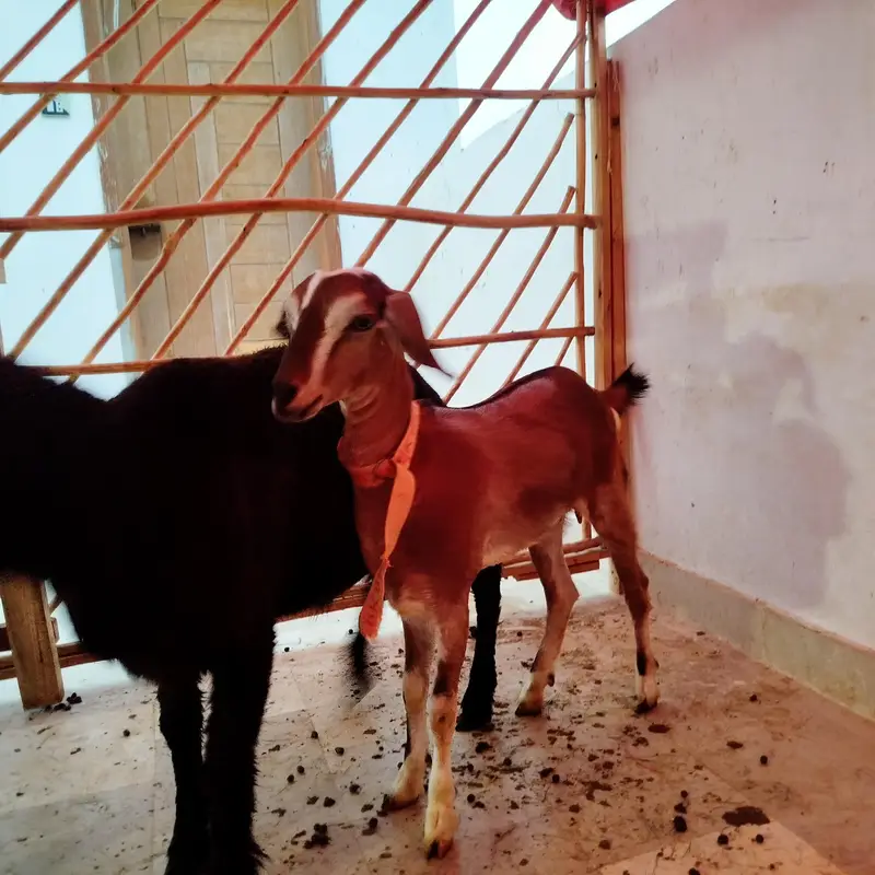 3 Goats for sale — photo 2