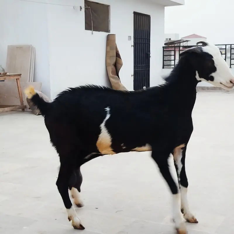 3 Goats for sale — photo 3