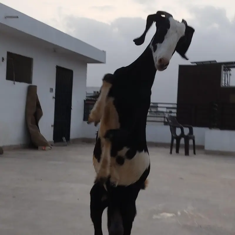 3 Goats for sale — photo 4