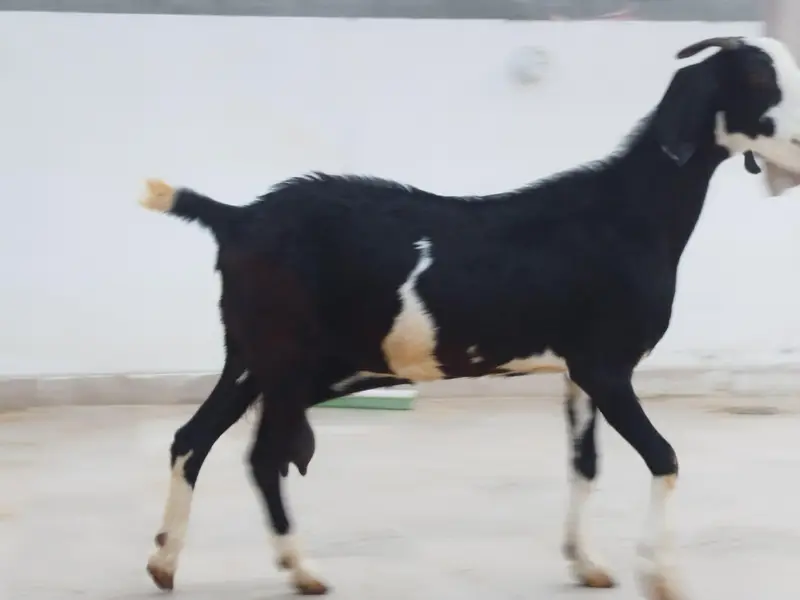 3 Goats for sale — photo 5