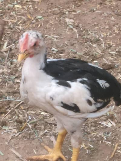 aseel for sale