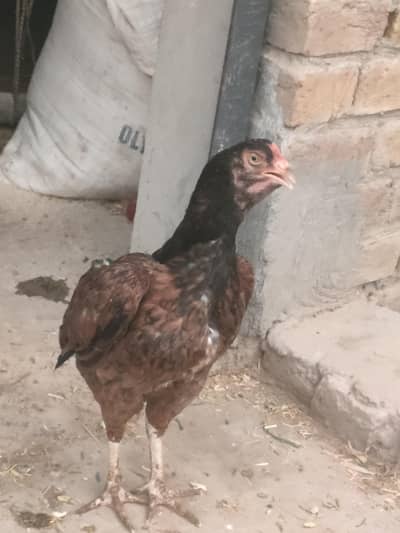 aseel for sale