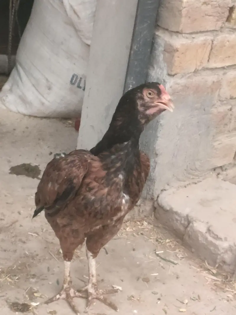aseel for sale — photo 2