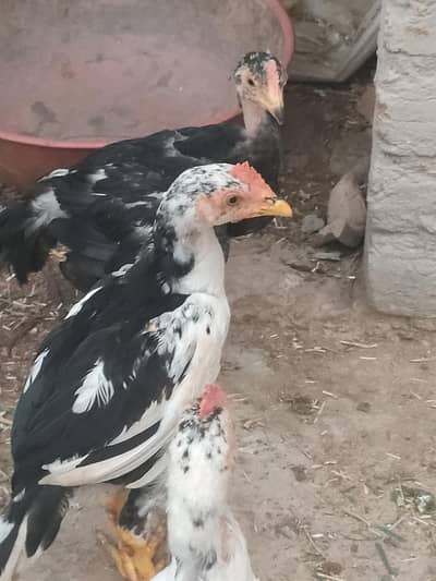 aseel for sale