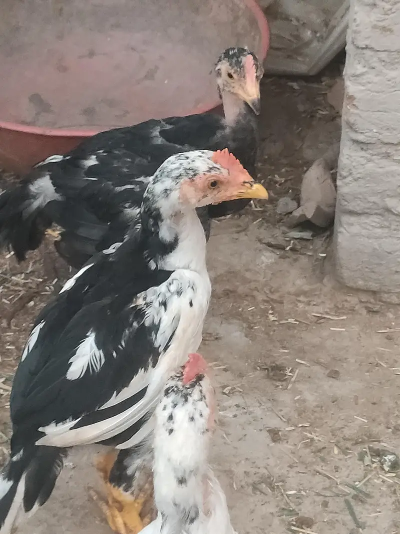 aseel for sale — photo 3