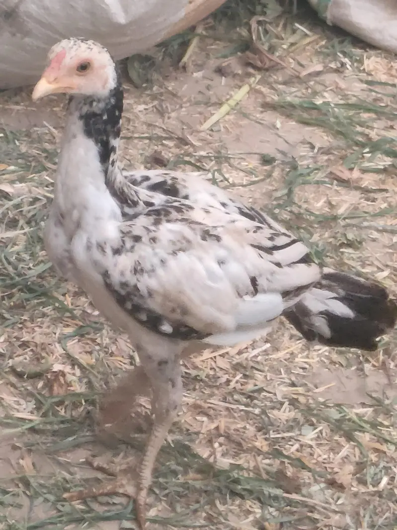 aseel for sale — photo 4