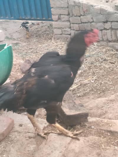 aseel for sale