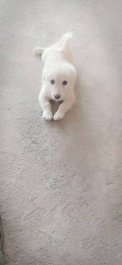 Russia female dog puppy