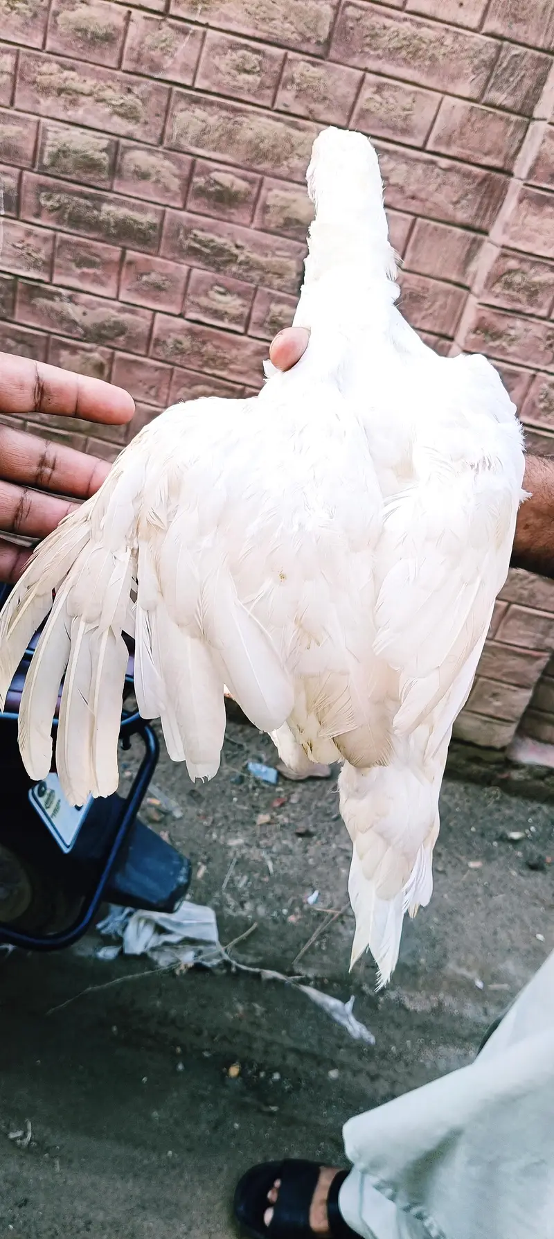 pure nori bareed heera pathi — photo 3