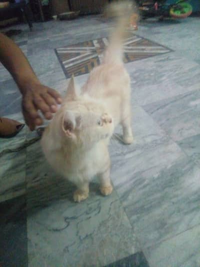 persian cat for sale