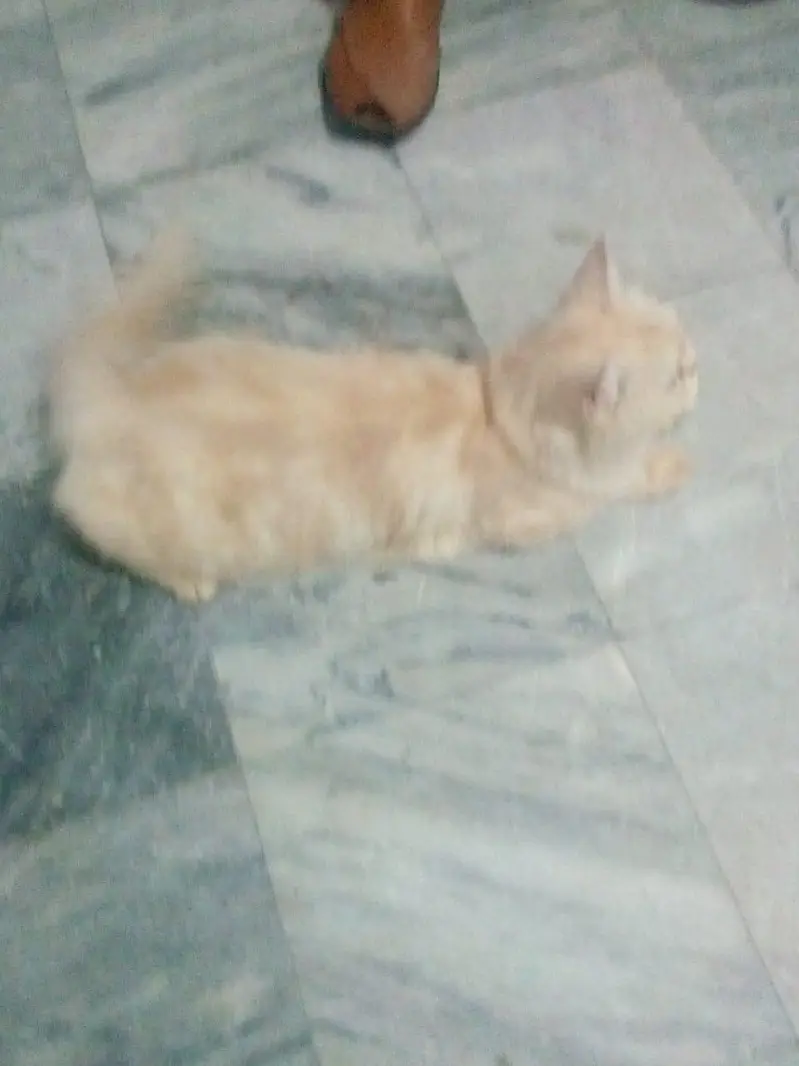 persian cat for sale — photo 2