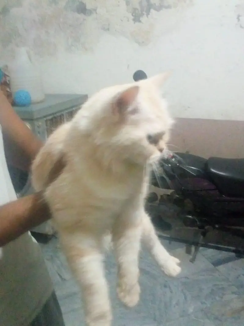 persian cat for sale — photo 3