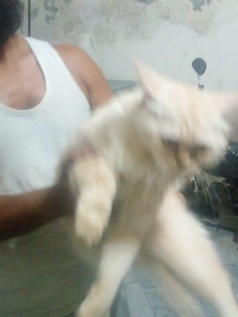 persian cat for sale — photo 4