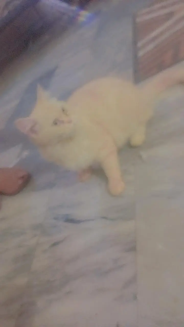 persian cat for sale — photo 5
