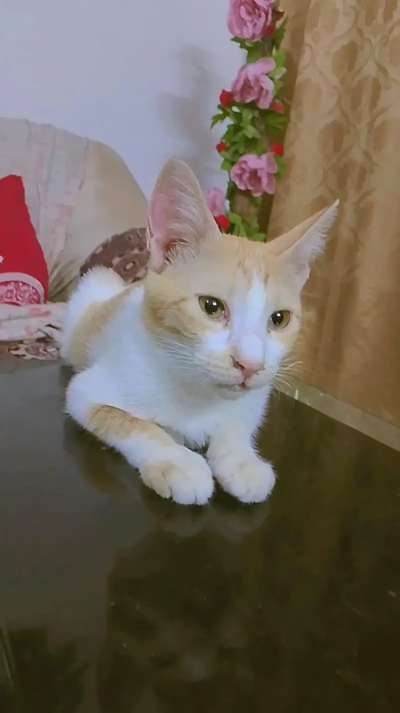 Adorable Kittens for Sale — photo 2
