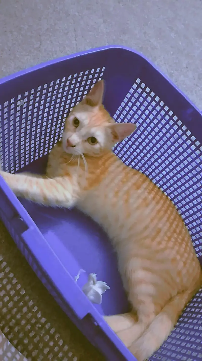 Adorable Kittens for Sale — photo 3