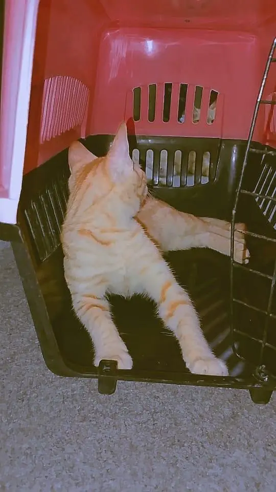 Adorable Kittens for Sale — photo 4