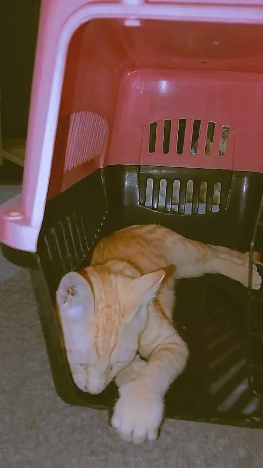 Adorable Kittens for Sale — photo 5