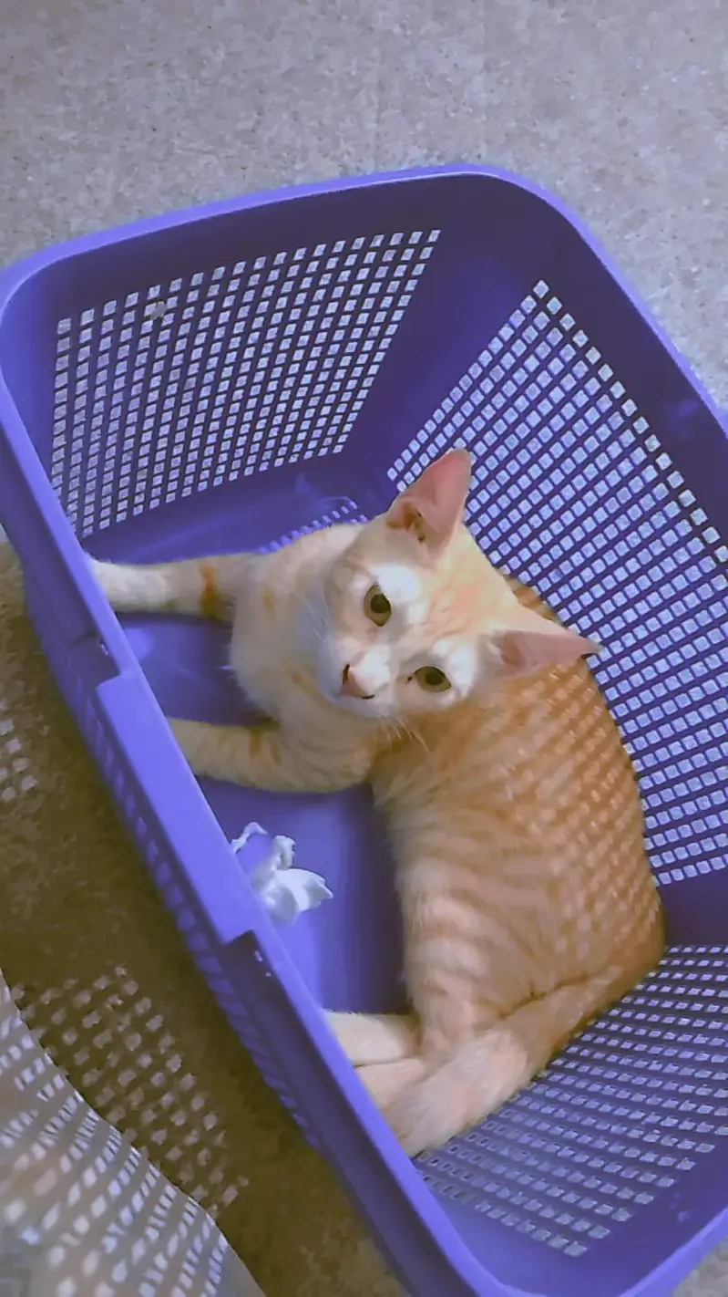 Adorable Kittens for Sale — photo 8