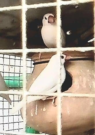 java 4 pair 1 pair white finch