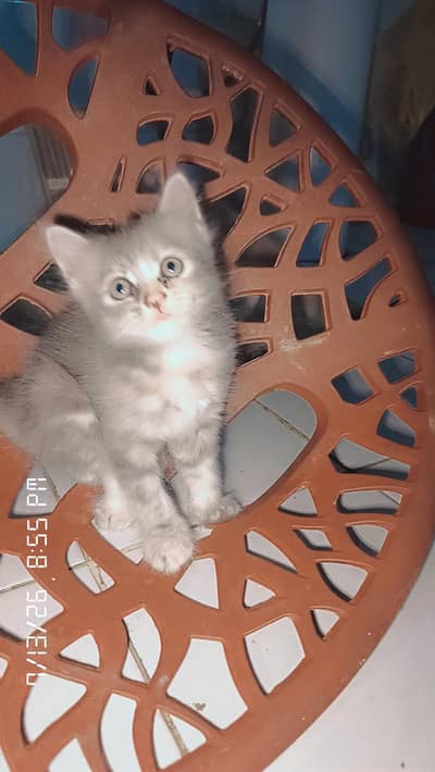 pure Persian kitten
