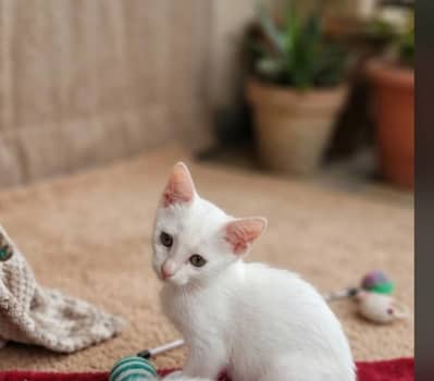 Persian kitten