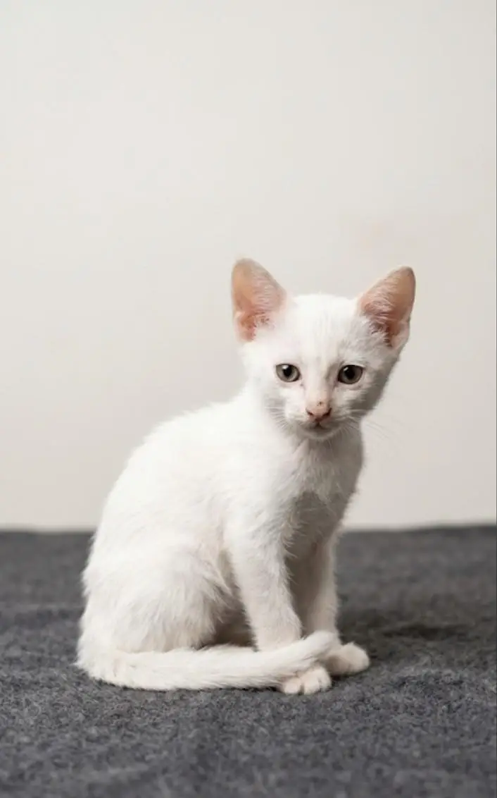 Persian kitten — photo 2