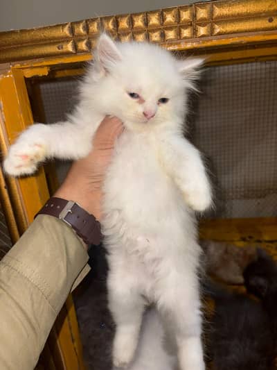 persian kittens triple coated