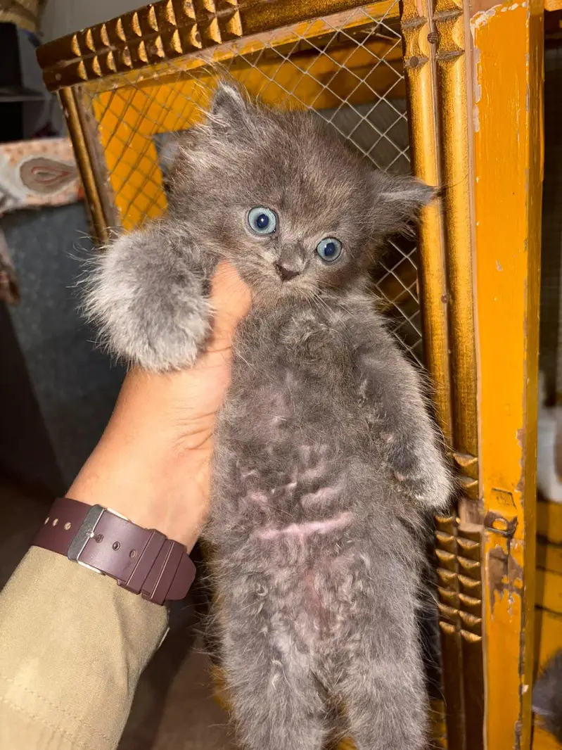 persian kittens triple coated — photo 2