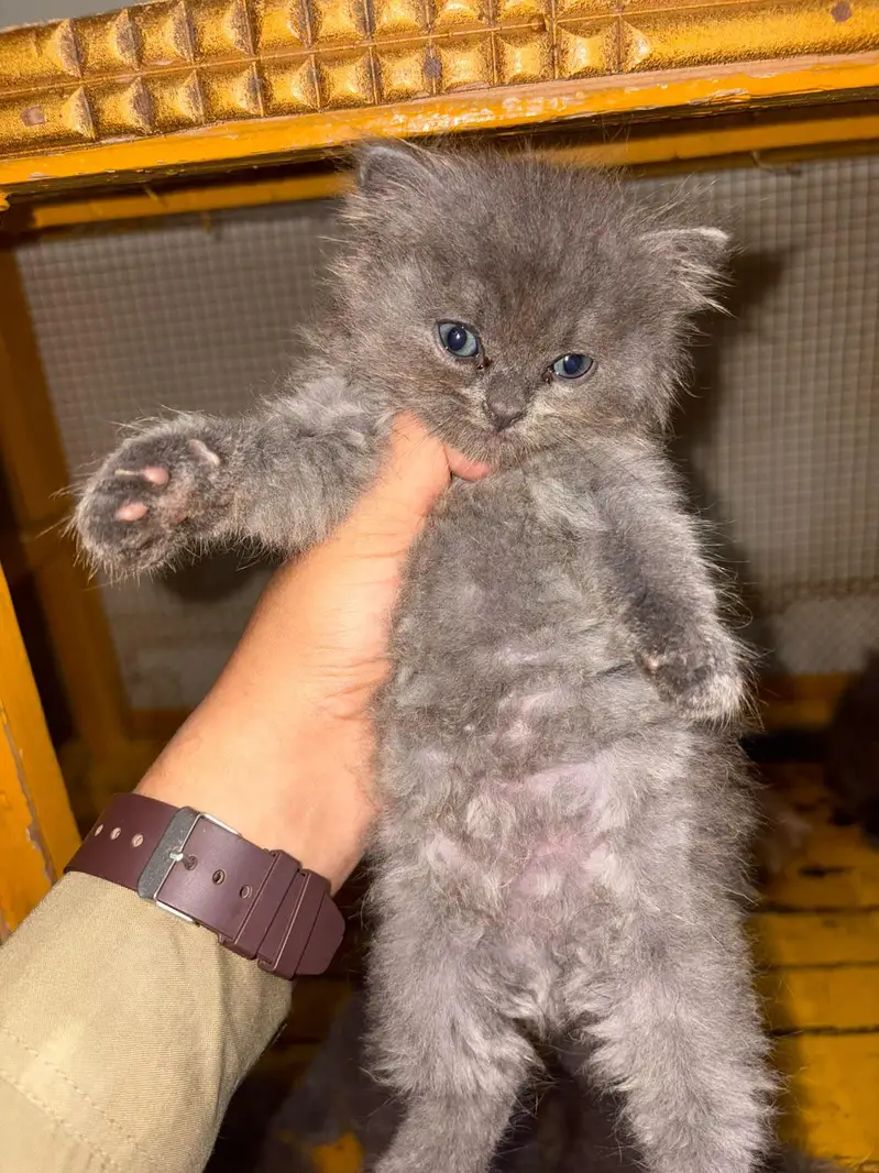 persian kittens triple coated — photo 3