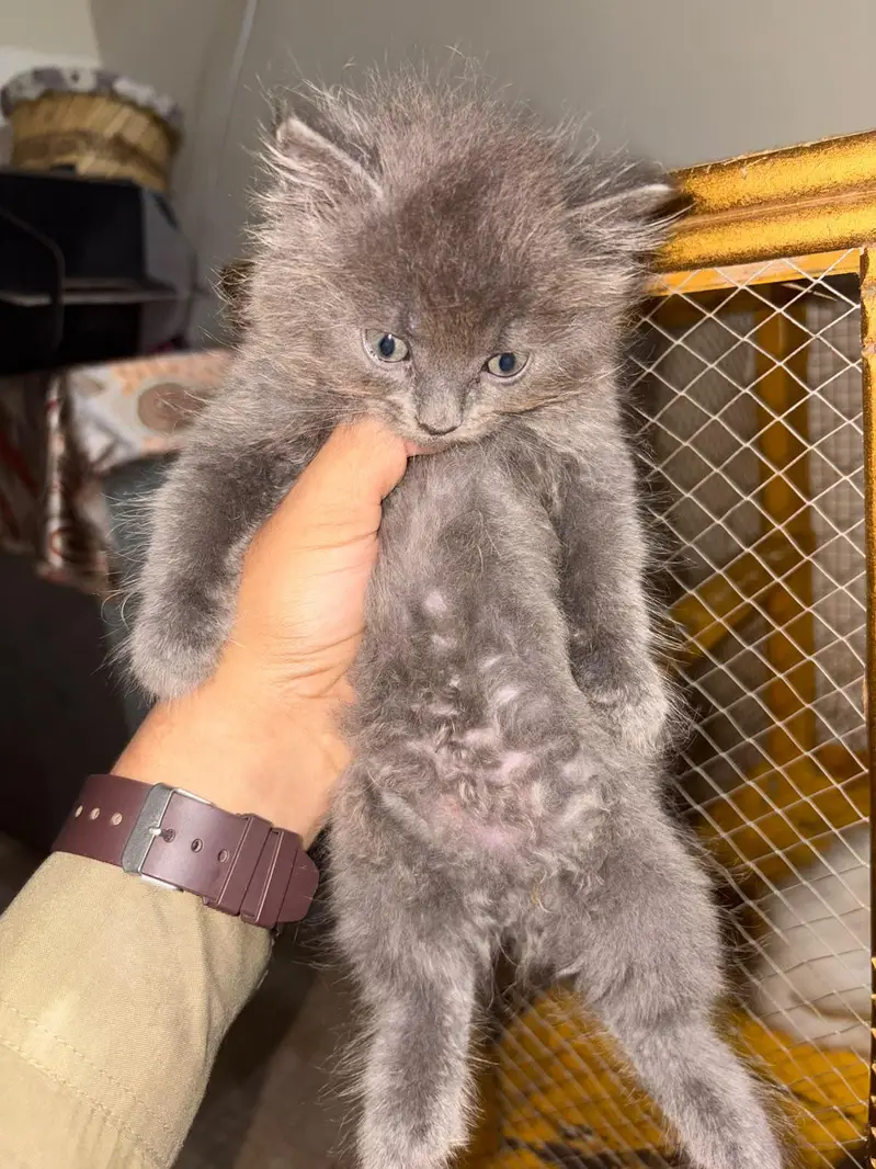 persian kittens triple coated — photo 4