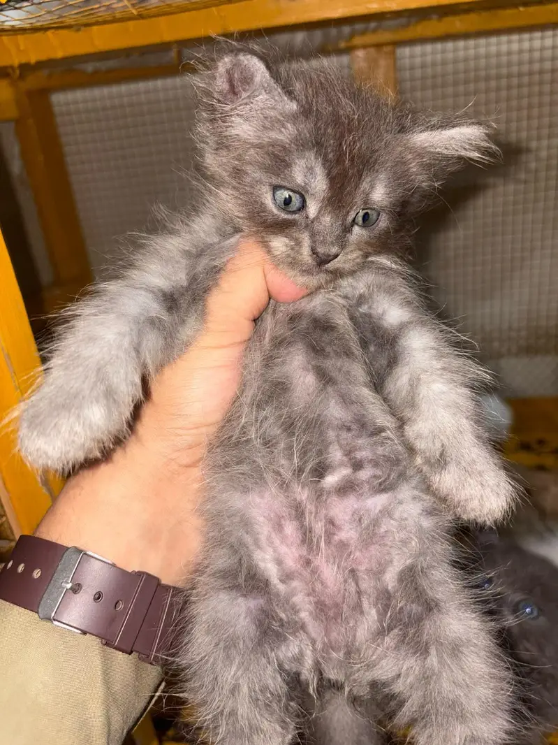 persian kittens triple coated — photo 5