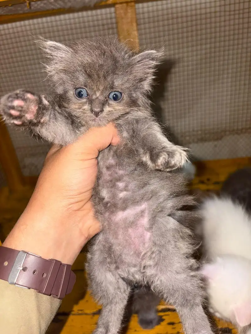 persian kittens triple coated — photo 6