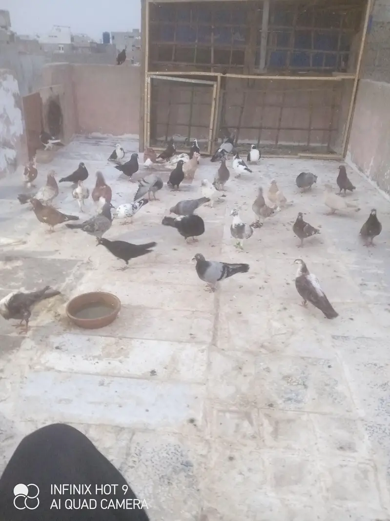 45 kaboter ha gola larte we nhii ha sb sath Dena ha urgent sell